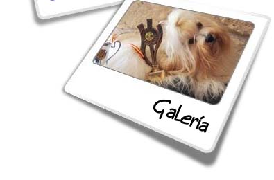 galeria-bichon-muguiris