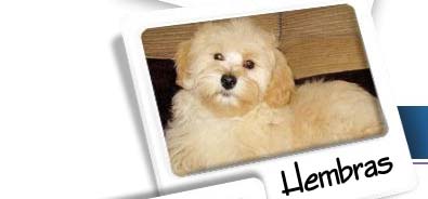 hembras-bichon-muguiris