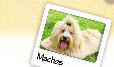 machos-bichon-muguiris