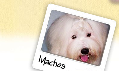 machos-coton-muguiris