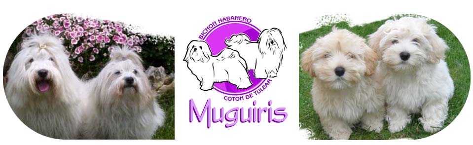 muguiris-coton de tulear-bichon habanero