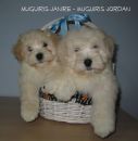 PAST HAVANESE LITTERS