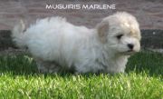 HAVANESE LITTERS 2012