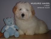 CAMADAS DE COTON DE TULEAR 2012-2014