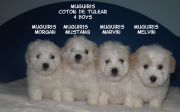 CAMADAS DE COTON DE TULEAR 2011