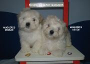 HAVANESE LITTERS 2011