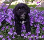 HAVANESE LITTERS 2013